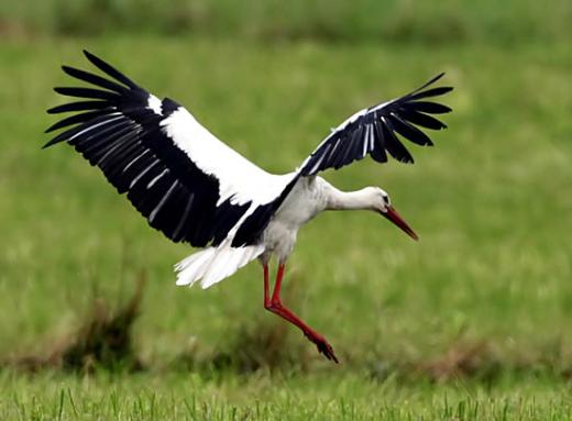 White stork in Khankaisky reserve