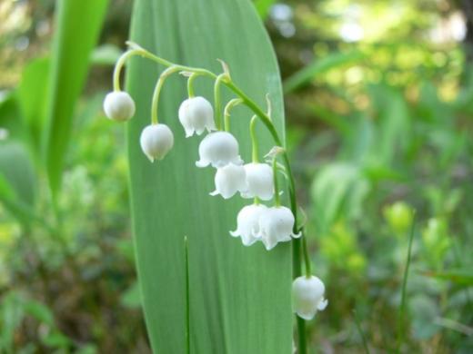 lily of the Valley