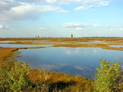 Western Siberia landscape - 2