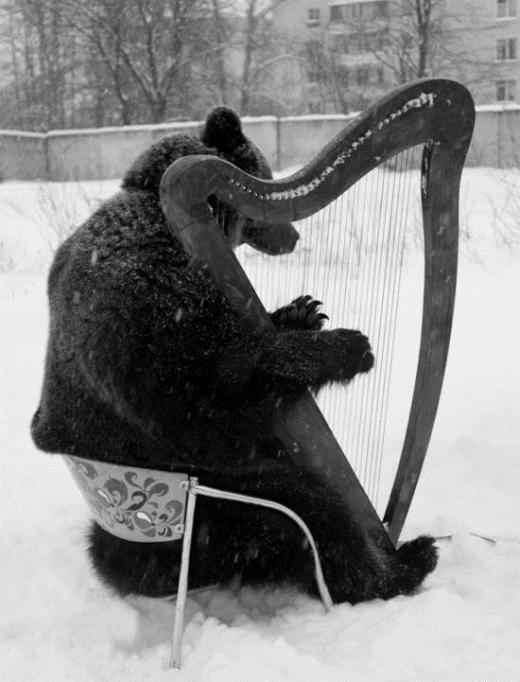 bear playing on balalaika